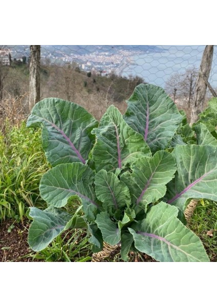 Doğal Kara Lahana (Karadeniz) Tohumu (2 Gram)