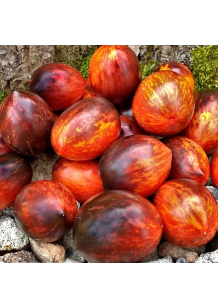 Gargamel Domates Tohumu (15 Tohum)