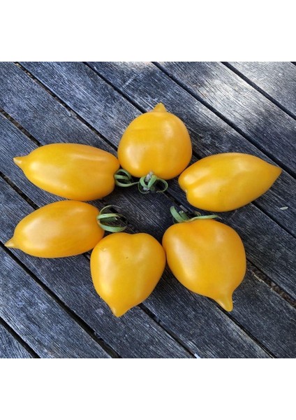 Wonderlight Domates Tohumu (15 Tohum)