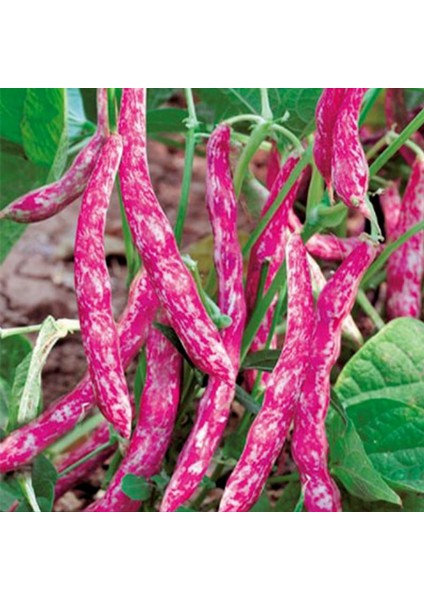 Sırık Doğal Barbunya Tohumu (55 Tohum)