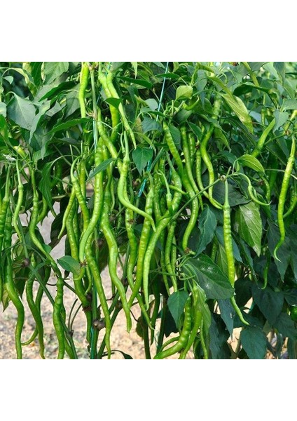 Çorbacı Biber Tohumu (2 Gram)