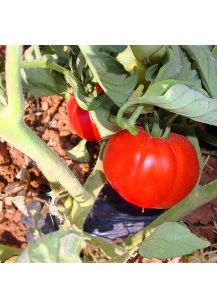 Doğal 2274 Domates Tohumu (20 Adet)