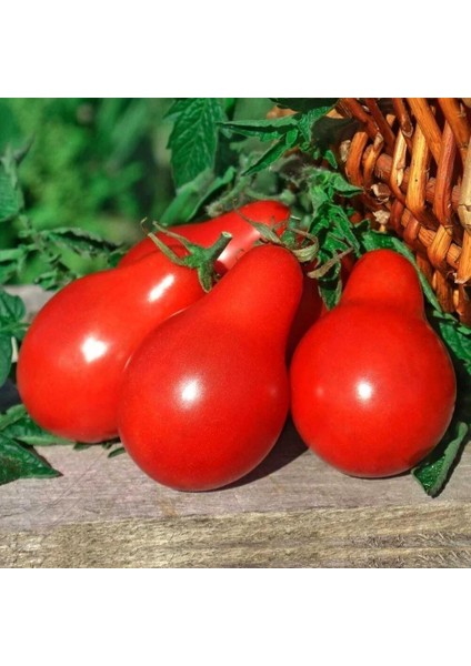 Red Pear Domates Tohumu (15 Tohum)