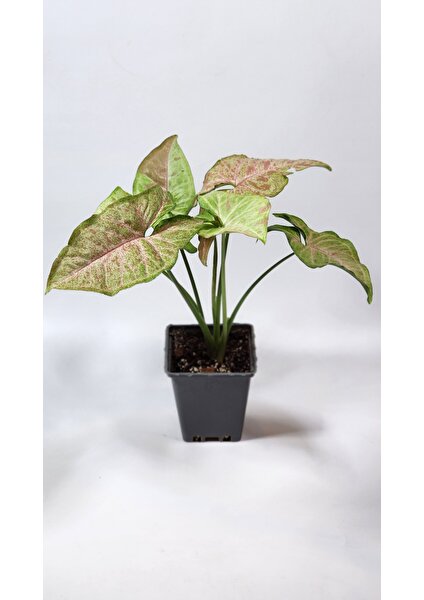 Plant Momzie Syngonium Confetti (Melek Kanadı)