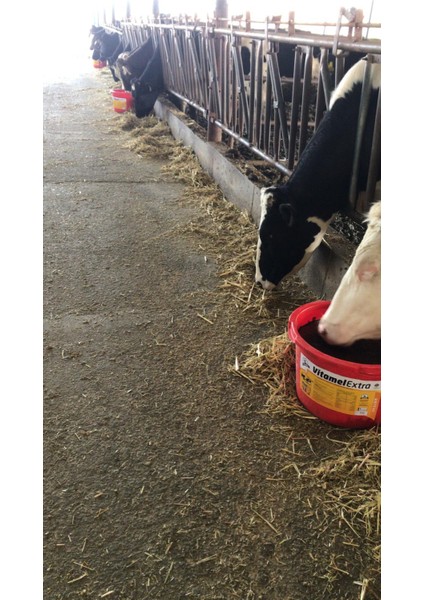 Extra Yalama Kovası (Melas Bazlı-Bypass Yağlı) 25 kg Kova fiyatları