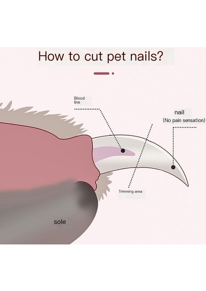 Köpek Ve Kedi Tırnak Makası Evcil Hayvan Tırnak Makası Seti (Yurt Dışından)