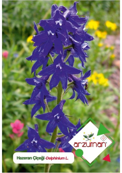 Patika Botanik Hazeran (Delphinium L.) Çiçek Tohumu 30 Adet