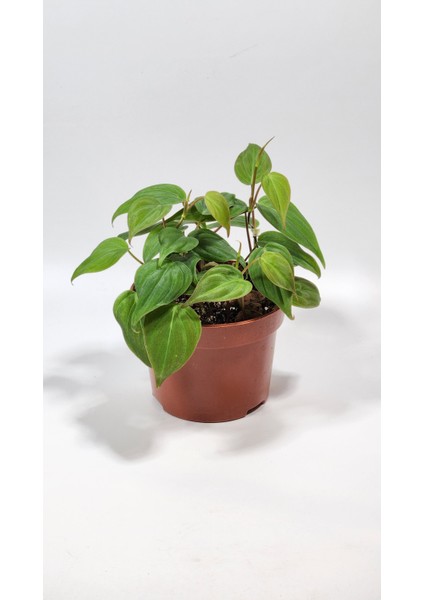 Plant Momzie Philodendron Hederaceum Micans