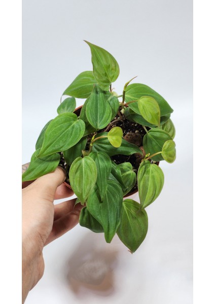 Plant Momzie Philodendron Hederaceum Micans