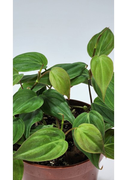 Plant Momzie Philodendron Hederaceum Micans