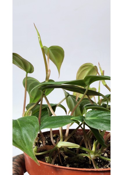 Plant Momzie Philodendron Hederaceum Micans