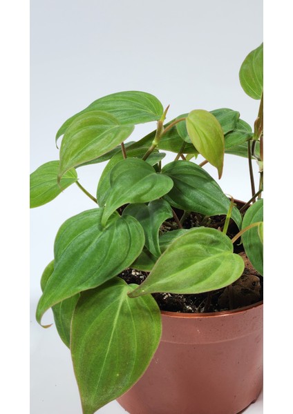 Plant Momzie Philodendron Hederaceum Micans