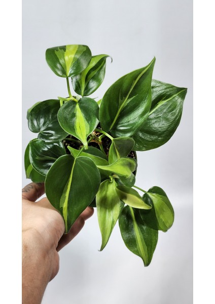 Plant Momzie Philodendron Hederaceum Brasil