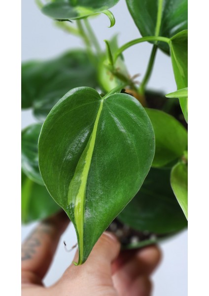 Plant Momzie Philodendron Hederaceum Brasil