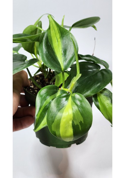 Plant Momzie Philodendron Hederaceum Brasil