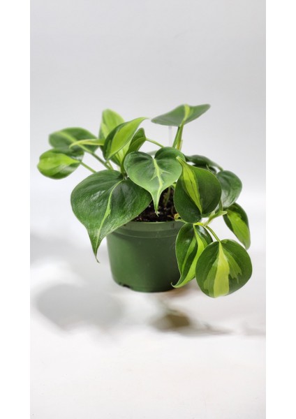 Plant Momzie Philodendron Hederaceum Brasil