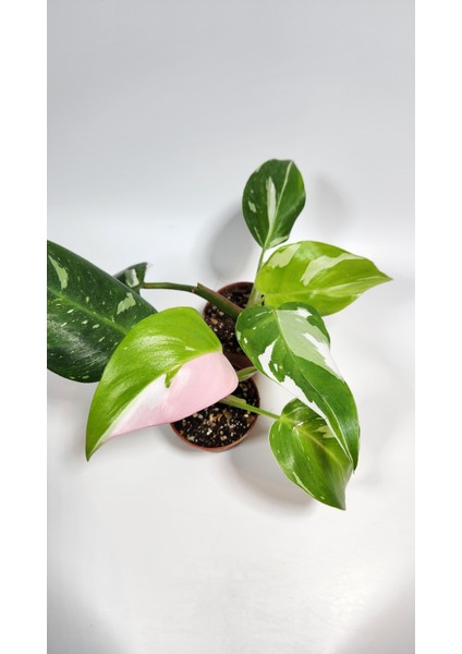 Plant Momzie Philodendron White Princess