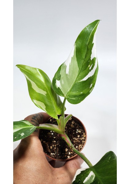 Plant Momzie Philodendron White Princess