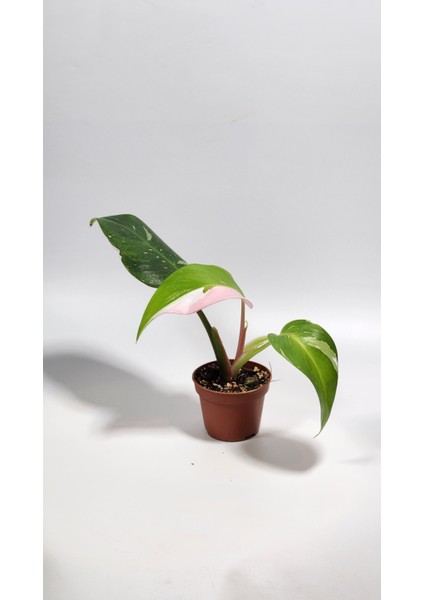 Plant Momzie Philodendron White Princess