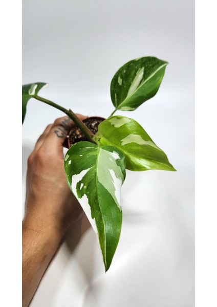 Plant Momzie Philodendron White Princess