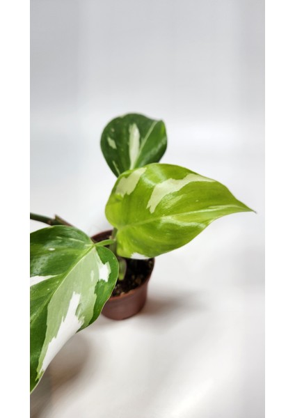 Plant Momzie Philodendron White Princess