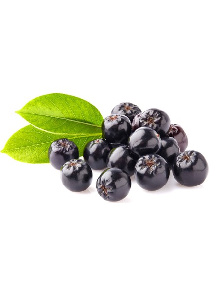 Aronya Meyve Organik Sertifikalı Taze  1 Kg. BalkanBerries