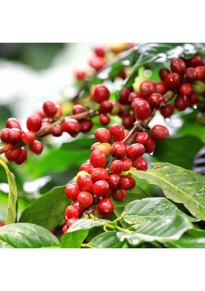 10 Adet Kendine Verimli Coffea Arabica Kahve Fidesi Bedava Kargo