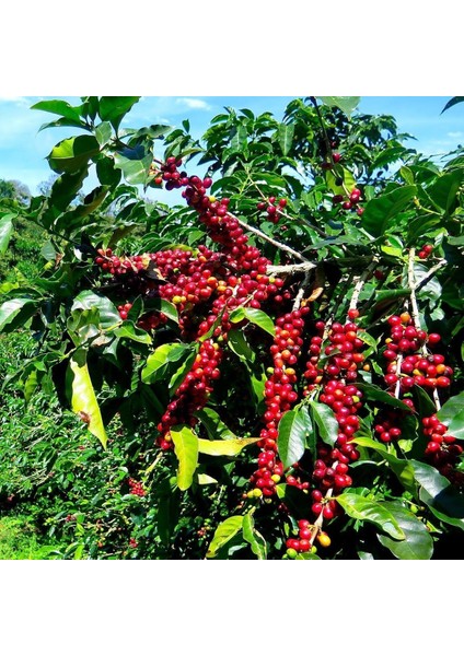 3 Adet Kendine Verimli Coffea Arabica Kahve Fidesi Bedava Kargo