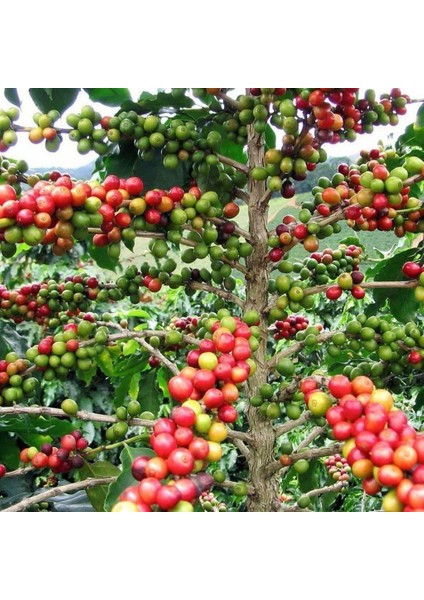 50 Adet Kendine Verimli Coffea Arabica Kahve Fidesi Bedava Kargo