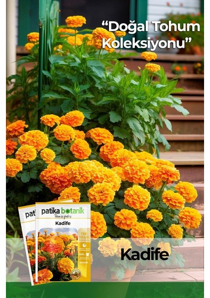 Patika Botanik 50 Adet Bodur Kadife Çiçek Tohumu (Tagetes L.)