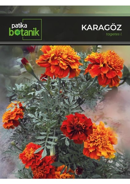 Patika Botanik 50 Adet Karagöz (Tagetes L.) Çiçek Tohumu