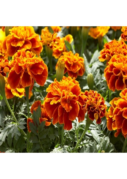 Patika Botanik 50 Adet Karagöz (Tagetes L.) Çiçek Tohumu