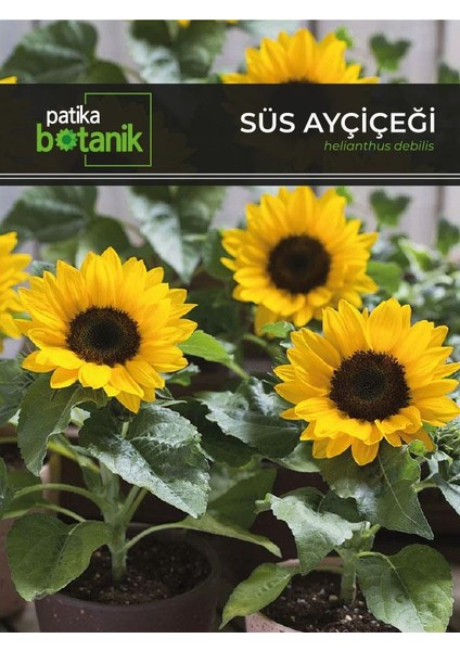 50 Adet Süs Ayçiçeği (Helianthus Debilis) Çiçek Tohumu