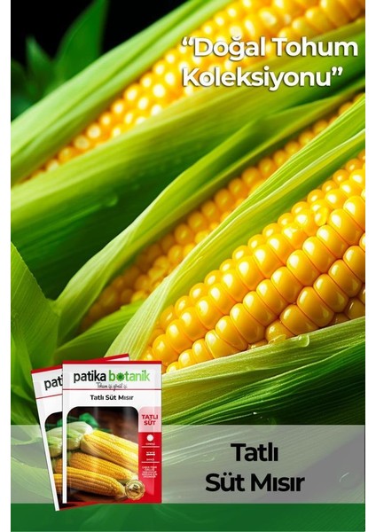 40 Adet Yerli Ata Tatlı Mısır Tohumu (Haşlamalık, Közlemelik)