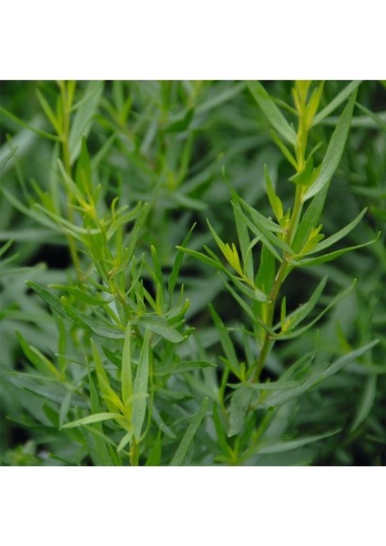 40 Adet Yerli Ata Tarhun Tohumu (Artemisia Dracunculus L.)