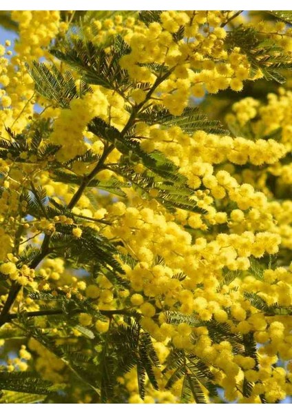 2 Yaşında Tüplü Mimoza Çiçeği (Acacia Dealbata) Fidanı - Bahçeniz Için Zarif ve Parlak Sarı Çiçekler