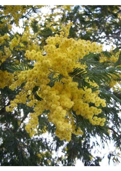 2 Yaşında Tüplü Mimoza Çiçeği (Acacia Dealbata) Fidanı - Bahçeniz Için Zarif ve Parlak Sarı Çiçekler fiyatları