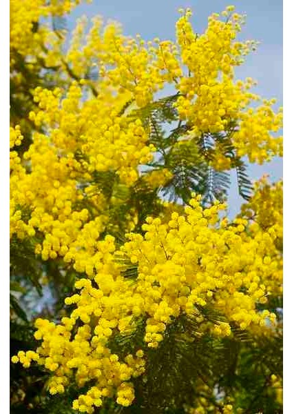 2 Yaşında Tüplü Mimoza Çiçeği (Acacia Dealbata) Fidanı - Bahçeniz Için Zarif ve Parlak Sarı Çiçekler modelleri
