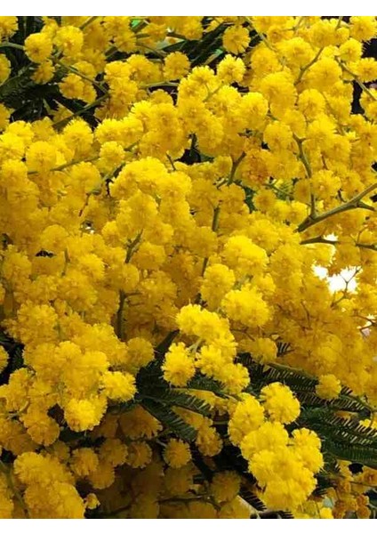 2 Yaşında Tüplü Mimoza Çiçeği (Acacia Dealbata) Fidanı - Bahçeniz Için Zarif ve Parlak Sarı Çiçekler fırsatları