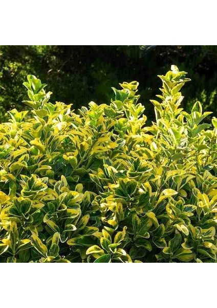 2 Yaşında Tüplü Saksılı Altuni Taflan (Euonymus Japonicus 'aureomarginatus') Fidanı - Bahçeniz Için Zarif ve Göz Alıcı Bir Seçim