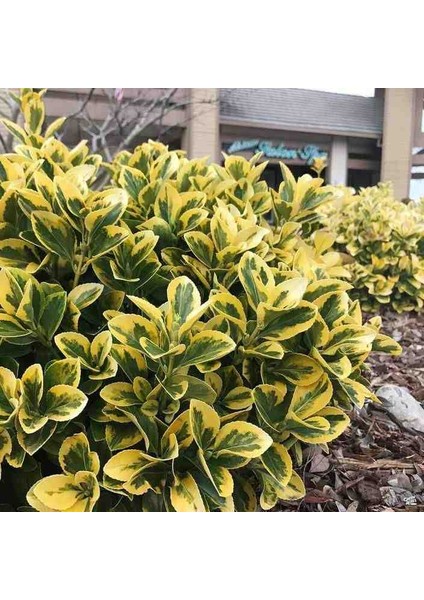 2 Yaşında Tüplü Saksılı Altuni Taflan (Euonymus Japonicus 'aureomarginatus') Fidanı - Bahçeniz Için Zarif ve Göz Alıcı Bir Seçim fiyatları