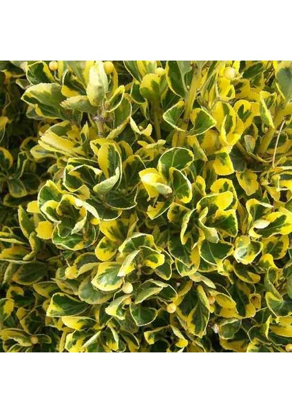 2 Yaşında Tüplü Saksılı Altuni Taflan (Euonymus Japonicus 'aureomarginatus') Fidanı - Bahçeniz Için Zarif ve Göz Alıcı Bir Seçim modelleri