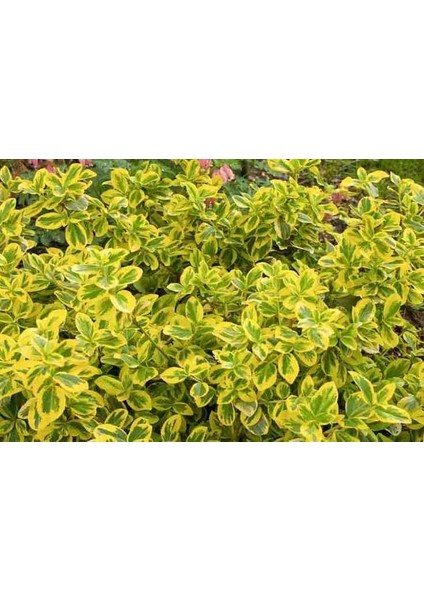 2 Yaşında Tüplü Saksılı Altuni Taflan (Euonymus Japonicus 'aureomarginatus') Fidanı - Bahçeniz Için Zarif ve Göz Alıcı Bir Seçim fırsatları
