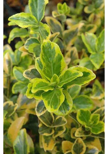 2 Yaşında Tüplü Saksılı Altuni Taflan (Euonymus Japonicus 'aureomarginatus') Fidanı - Bahçeniz Için Zarif ve Göz Alıcı Bir Seçim indirimleri