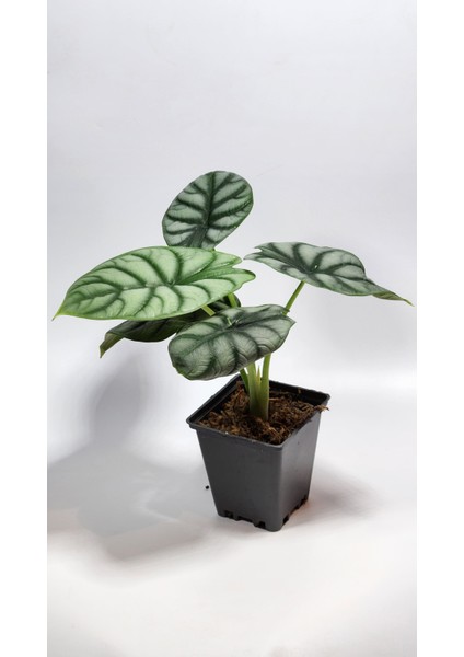 Alocasia Baginda Silver Dragon