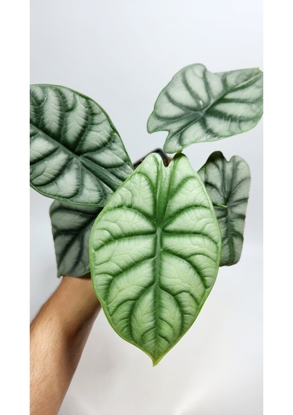 Alocasia Baginda Silver Dragon