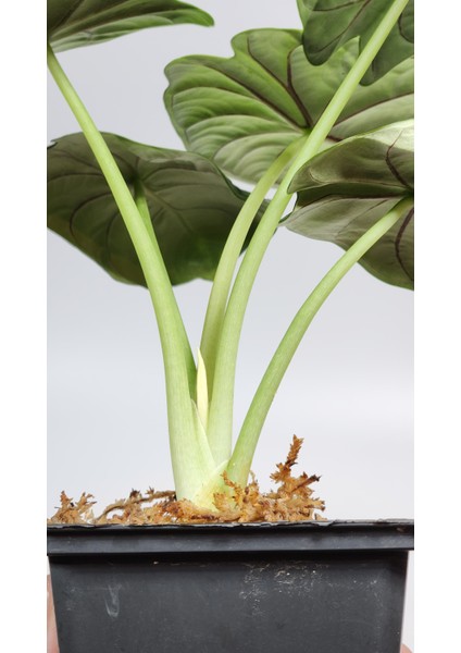 Alocasia Baginda Silver Dragon