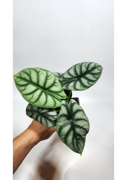 Alocasia Baginda Silver Dragon