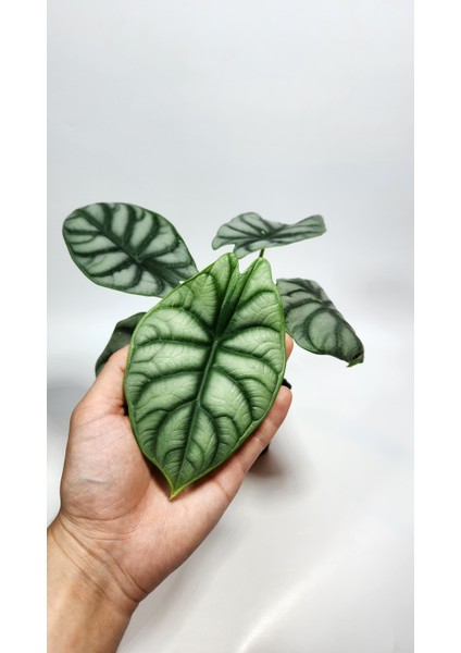 Alocasia Baginda Silver Dragon