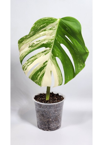 Plant Momzie Monstera Deliciosa 'albo Variegata'